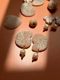 Nautilus Pearl